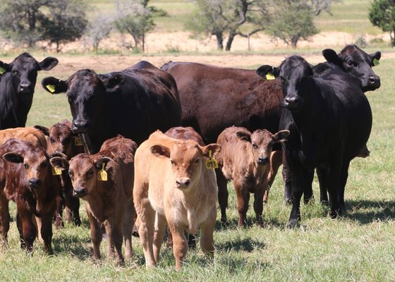 HeartBrand Beef by null