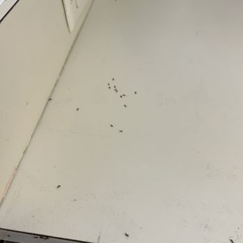 Bay Property Management Group Prince George's County - More insects - Property Management Near Me - Laurel, Maryland Bay Property Management Group Prince George's County - More insects - Property Management Near Me - Laurel, Maryland