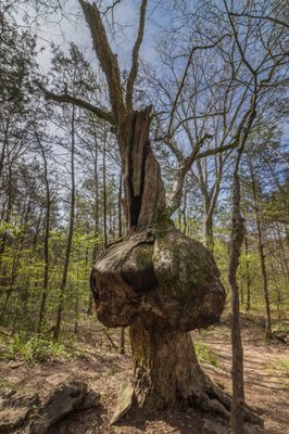 Cedars of Lebanon State Park by null