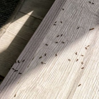 Tollgate Pest Control - Pest Control Near Me Tollgate Pest Control - Pest Control Near Me