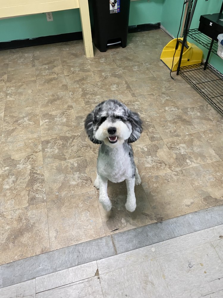 SALTY PAWZ 22 Photos 5042 Market St, Wilmington, North Carolina