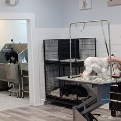 Shear D’Tails - This cool groomers does just one thing, groom doggies!!