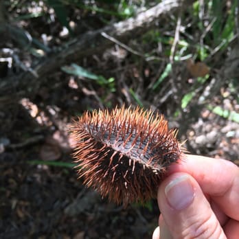 Indian Key State Historic Site - Nickerbean pod - Landmarks & Historical Buildings Near Me - Islamorada, Florida Indian Key State Historic Site - Nickerbean pod - Landmarks & Historical Buildings Near Me - Islamorada, Florida