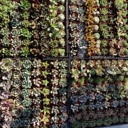 Green Paradise Nursery