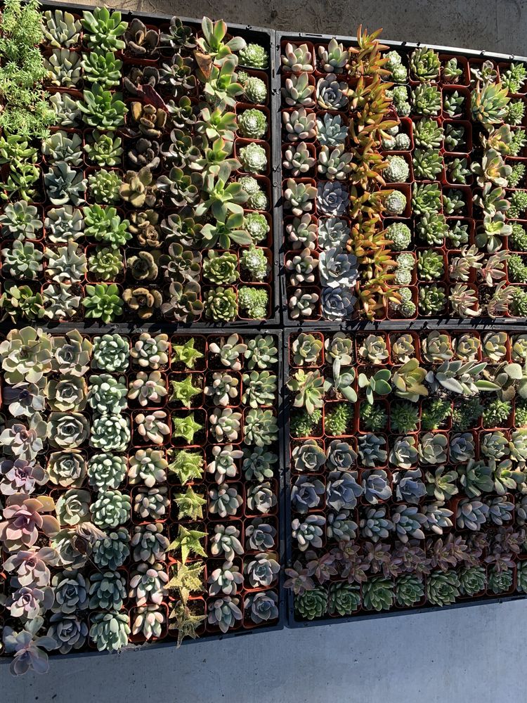 GREEN PARADISE NURSERY Updated October 2024 16 Photos 8995