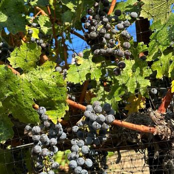 Cielo Farms - Cabernet Sauvignon Grapes - Venues & Event Spaces Near Me - Malibu, California