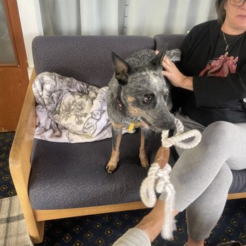 Ranch Motel - Pepper, the house dog. - Hotels Near Me - Oakland, Oregon