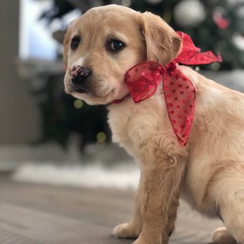 Big Bones Canine Rescue - Pet Adoption Near Me