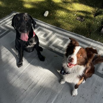 Amazing Tails - Pet Groomers Near Me - Los Angeles, California Amazing Tails - Pet Groomers Near Me - Los Angeles, California