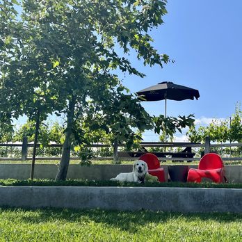 Adobe Hill Winery - Lila, star of the show! - Wineries Near Me - Fallbrook, California