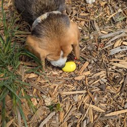 St. Mary's Dog Play Area - Found a treat
