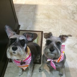 Here are my two schnauzers with their summer cut. They came out great. Smell awesome and their coat is so soft.