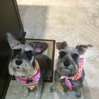 K9 Klub Dog Grooming - Here are my two schnauzers with their summer cut. They came out great. Smell awesome and their coat is so soft. - Pet Groomers Near Me - San Antonio, Texas