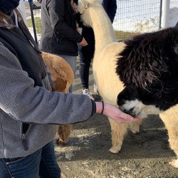Bluebird Farm Alpacas - Attraction Farms Near Me - Peapack, New Jersey
