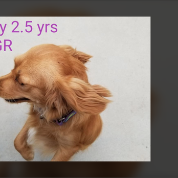 Furh Haven K 9 S - Not pure breed dogs - Pet Breeders Near Me - Weatherford, Texas