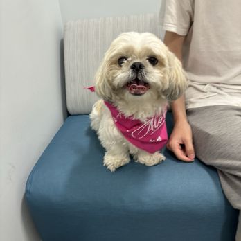 Aloha Veterinary Hospital - My baby after her diagnosis - Veterinarians Near Me - Brea, California Aloha Veterinary Hospital - My baby after her diagnosis - Veterinarians Near Me - Brea, California