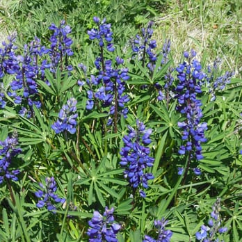 Hurricane Ridge - Lupine in bloom at Hurricane Ridge - Parks Near Me - Port Angeles, Washington Hurricane Ridge - Lupine in bloom at Hurricane Ridge - Parks Near Me - Port Angeles, Washington