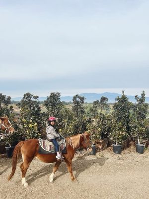 S&D Horseback Riding by null