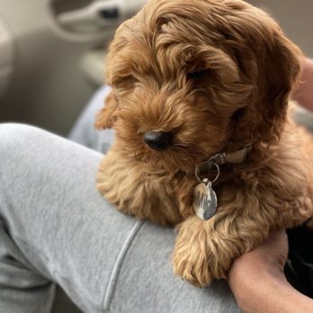 Southland Puppies - Pet Breeders Near Me Southland Puppies - Pet Breeders Near Me