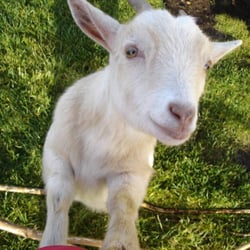 Blåvand Zoo