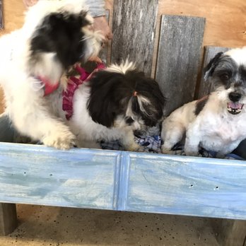 Purfect Pawrtners - Golden, Coco, & Lucky are all new friends! - Pet Groomers Near Me - League City, Texas