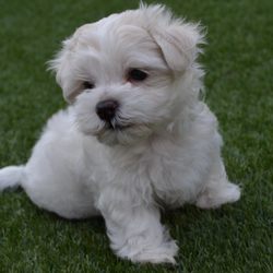 K & E Small Breed Puppies - Maltese Puppy