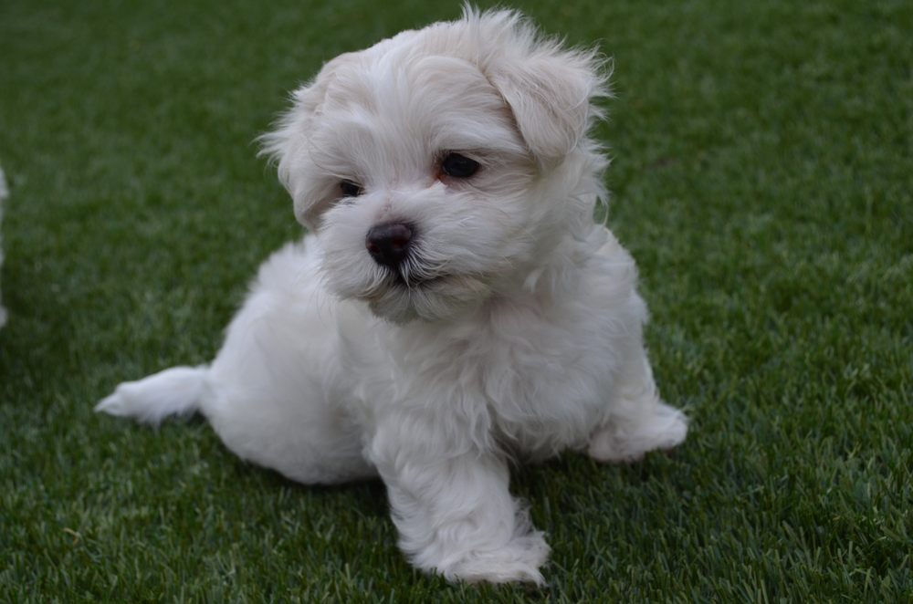 K & E Small Breed Puppies Image