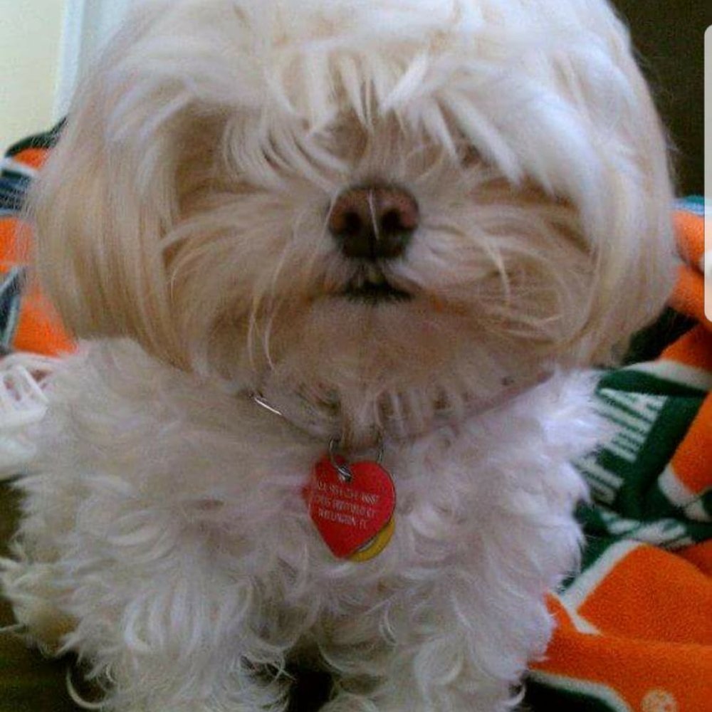 Bow Wow - Before getting groomed at the Bow Wow. - Pet Sitting Near Me - Coral Springs, Florida
