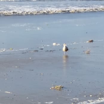 Half Moon Bay State Beach - Seagull following me around. - Beaches Near Me - Half Moon Bay, California Half Moon Bay State Beach - Seagull following me around. - Beaches Near Me - Half Moon Bay, California