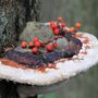Photo of Beyond Skagway Tours