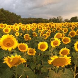 Sunflower fields along the trail. Beautiful if you catch them at the right time of day. Sunflower fields along the trail. Beautiful if you catch them at the right time of day.