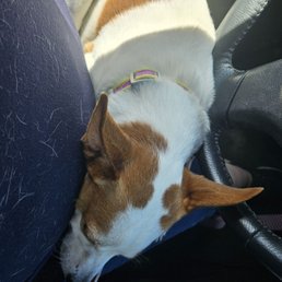 Punky otw to the vet! Punky otw to the vet!