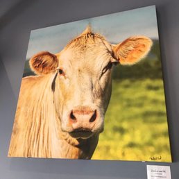 Cow