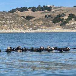 Avila Beach Paddlesports - Raft of otters in Avila Bay