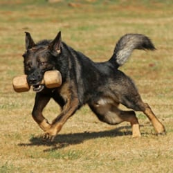 Free Spirit Canine Academy