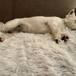 River Street Dog - Pet Throw Blanket (Best Friends by Sheri)