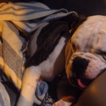 vca mission animal & bird hospital