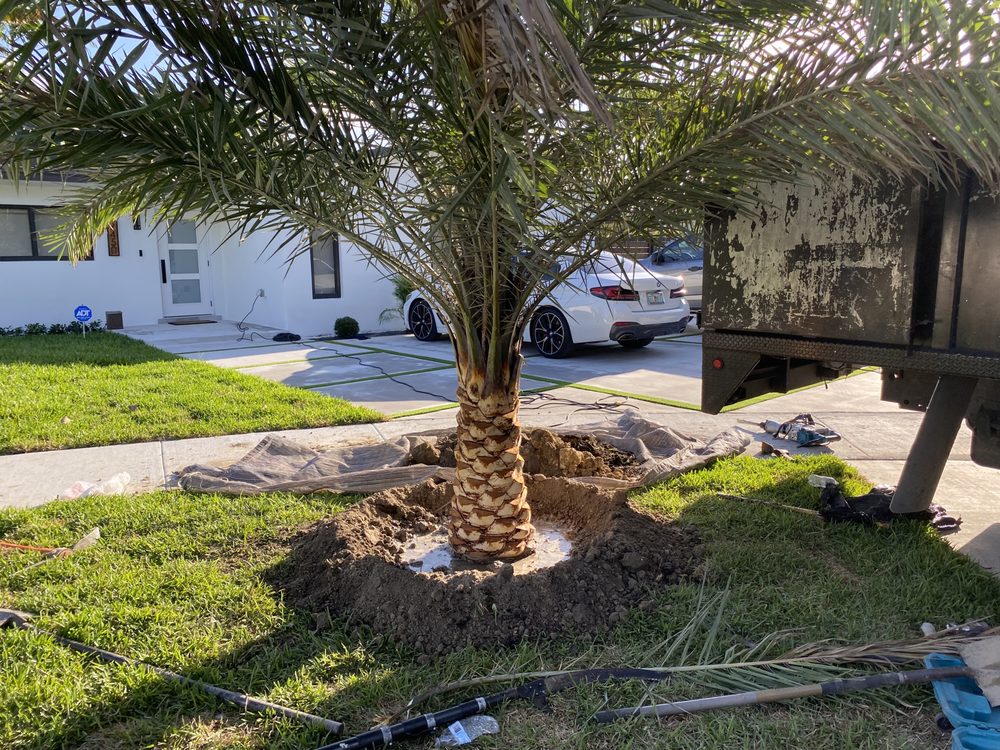 East Coast Tree Service - tree service in Miami, FL