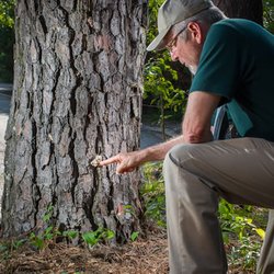 LogCutters Tree Service and Stump Grinding - Certified Arborist evaluations