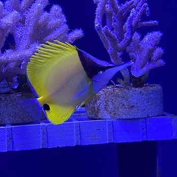 Seattle Aquarium - Beautiful fish that I forgot the name of. Lemon something. I think. - Aquariums Near Me - Seattle, Washington Seattle Aquarium - Beautiful fish that I forgot the name of. Lemon something. I think. - Aquariums Near Me - Seattle, Washington