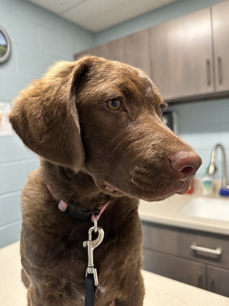 FLAT CREEK VETERINARY HOSPITAL Updated October 2024 1701 W Main St