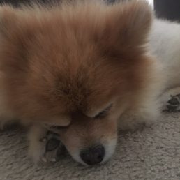 My pup