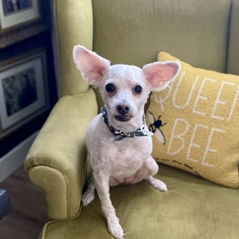 Bold and Beautiful K9 - Harlee showing us cute this tripod is! - Pet Groomers Near Me