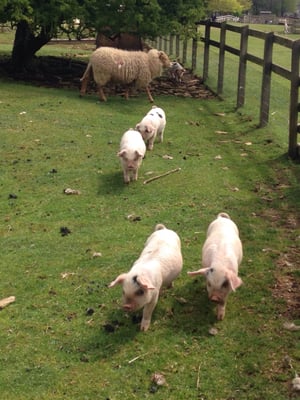 Cotswold Farm Park by null