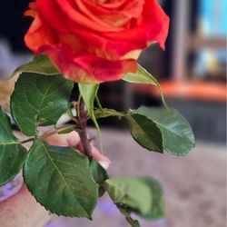 Fresh Flowers on bar