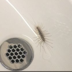 Crestwood School District - Centipede