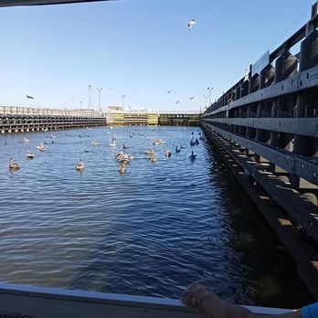 Space Coast River Tours - Locks churn fish = feeding frenzy. - Boating Near Me - Merritt Island, Florida