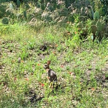 Eagle Mountain Park - Wildlife's, rabbit. - Hiking Near Me - Fort Worth, Texas