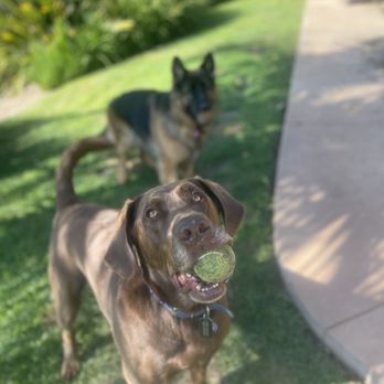 Peaceful Pups Dog Training - Pet Training Near Me Peaceful Pups Dog Training - Pet Training Near Me
