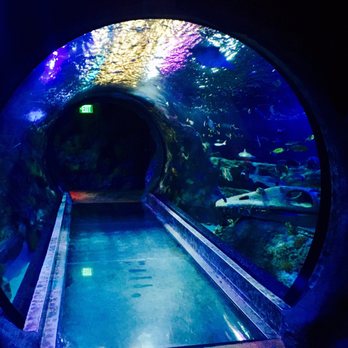 SEA LIFE Grapevine Aquarium - The shark tunnel - Aquariums Near Me - Grapevine, Texas SEA LIFE Grapevine Aquarium - The shark tunnel - Aquariums Near Me - Grapevine, Texas